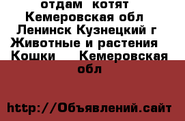 отдам  котят - Кемеровская обл., Ленинск-Кузнецкий г. Животные и растения » Кошки   . Кемеровская обл.